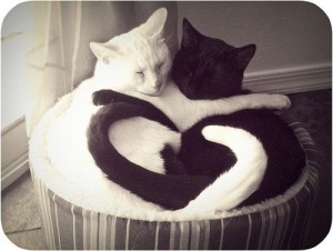 cat-heart1